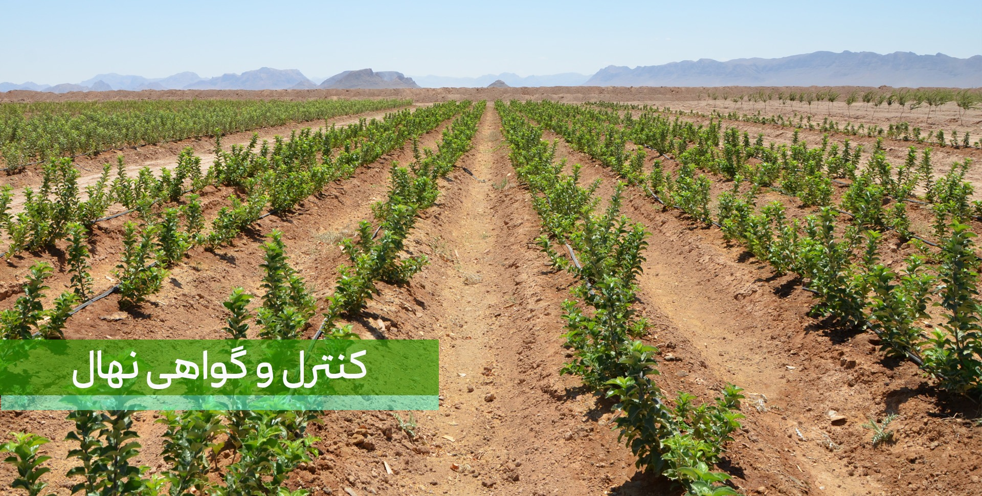 کنترل و گواهی نهال